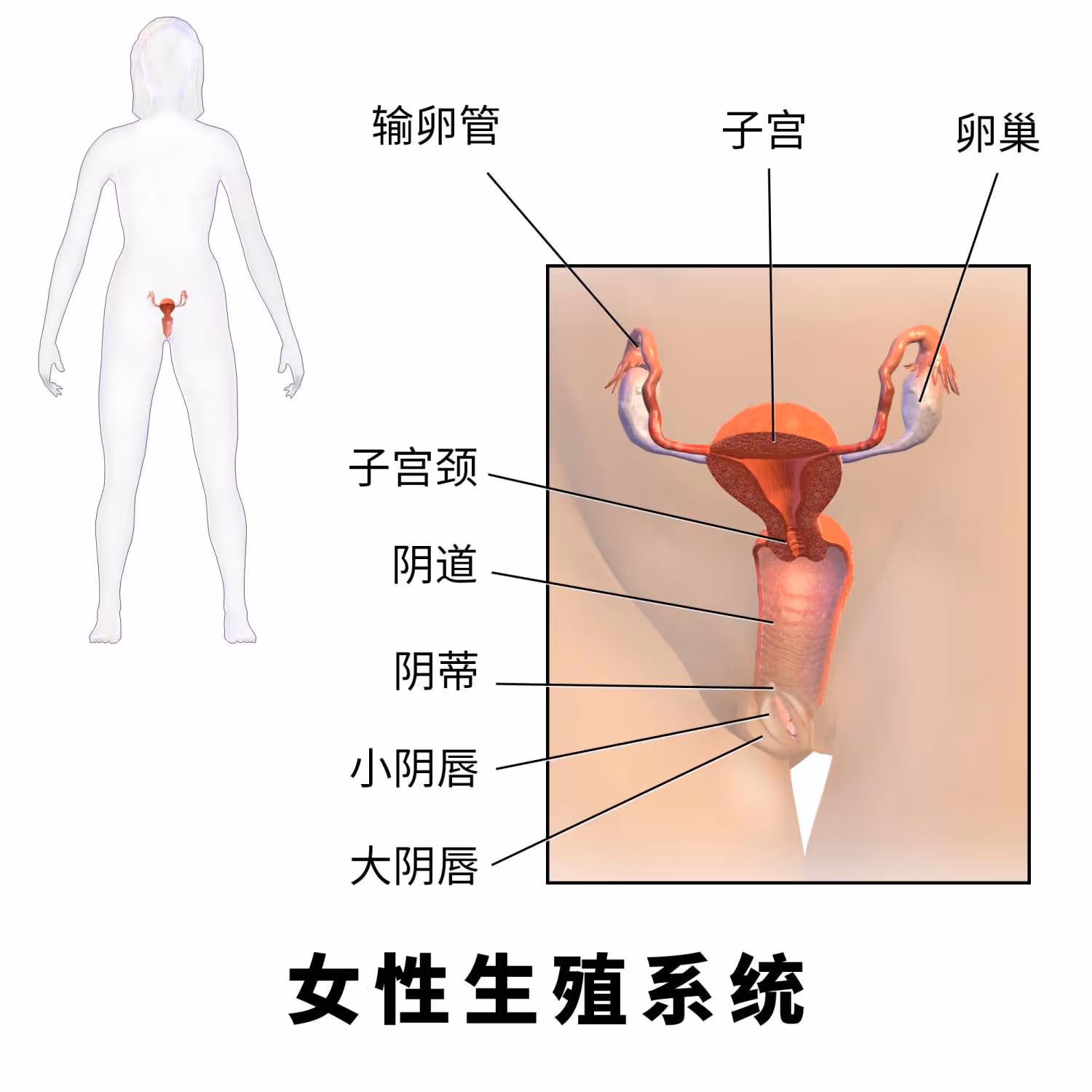 图 2 女性生殖系统