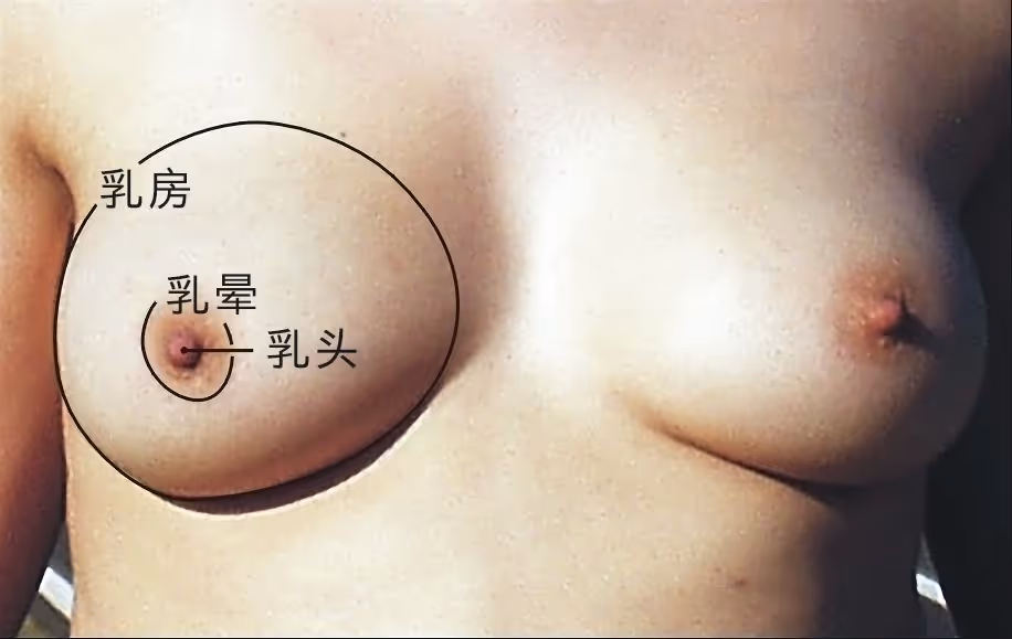 图 5 乳房、乳晕和乳头