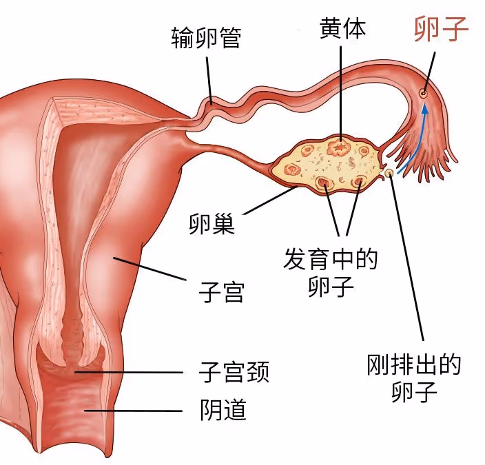 图 7 卵巢示意图(单侧)