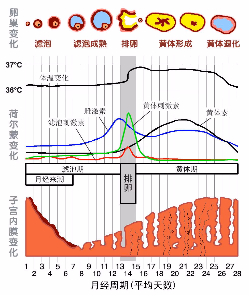 图 8 月经周期