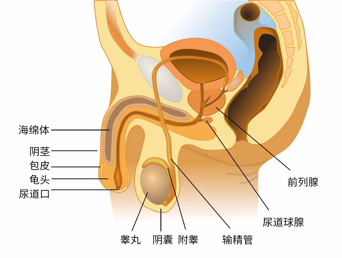 图 11 男性生殖系统
