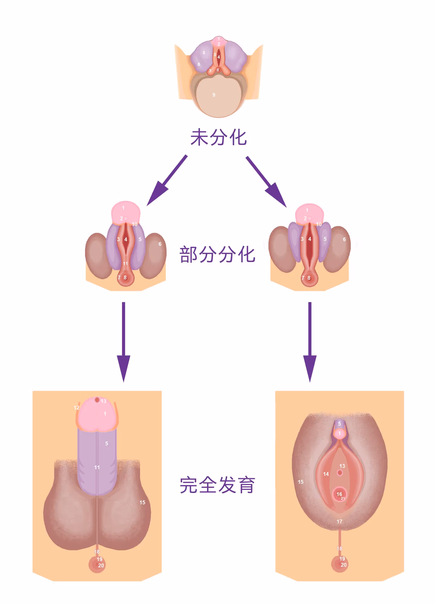 图 15 男女外生殖器基于相同的胚胎