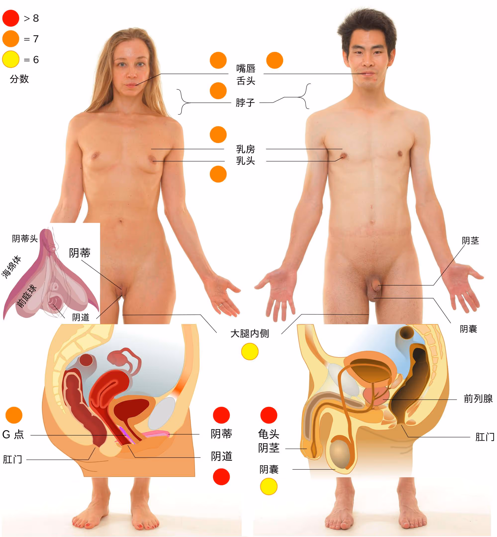 图 1 人体的主要性感带