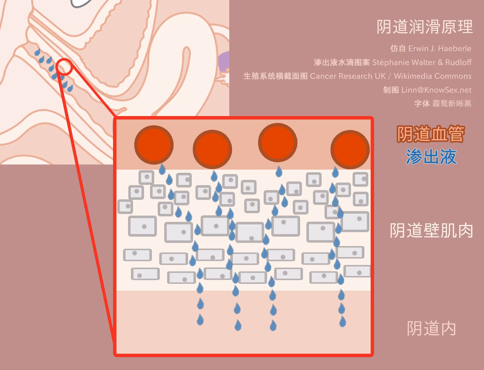图 3 阴道润滑原理