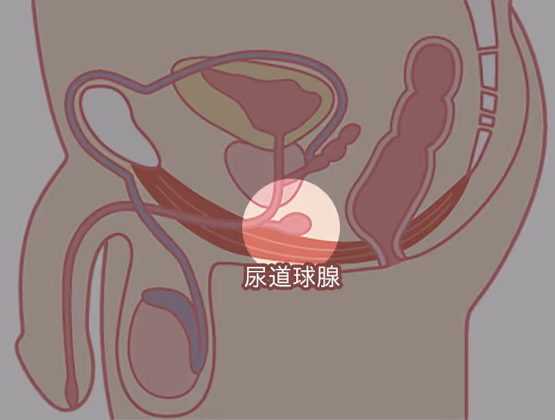 图 4 尿道球腺的位置